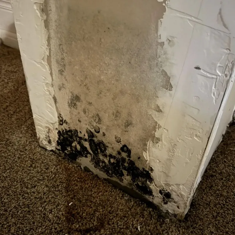 Professional Mold Removal in Blue Island, IL